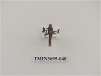藏品(直翅目(3))的圖片